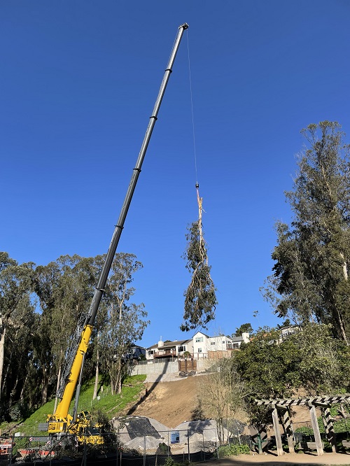Crane removing tree from slope