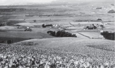 Farmland in the Colma Valley in 1915