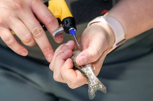 SFPUC biologists carefully insert a grain of rice sized transponder into the steelhead trout. Much like a FastTrak transponder, the transponder will ping antennae along the creek and alert biologists of the fish’s presence.