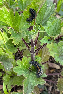 Caterpillar. 