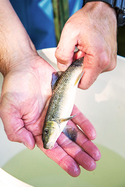A juvenile steelhead.
