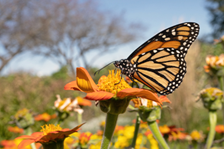 Yellow and black butterfly on a flower.