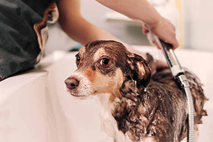 Dog getting a bath with a water efficient nozzle