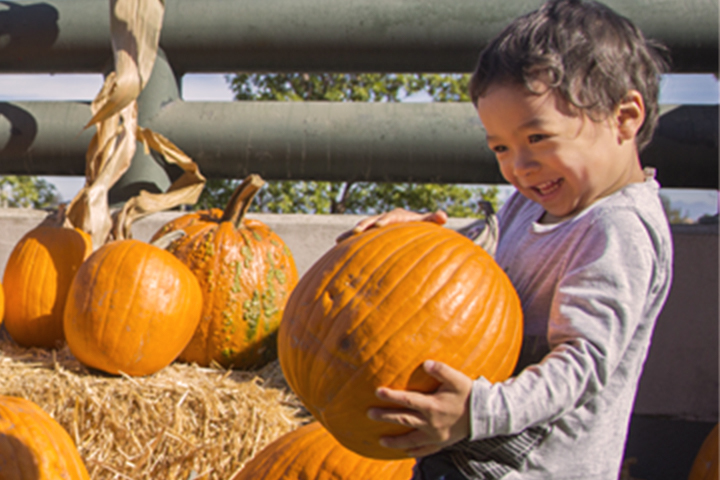 young child lifting a large pumkin