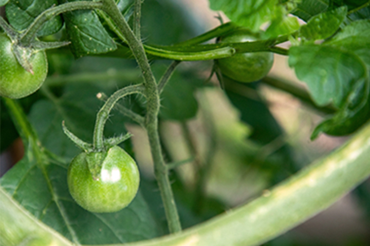 cherry tomatoes beginning to grow on a vine