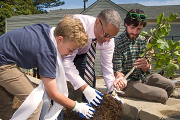 planting a sappling in the garden