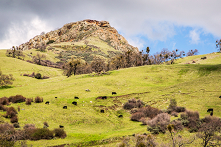 rolling green hills with small mountain in background