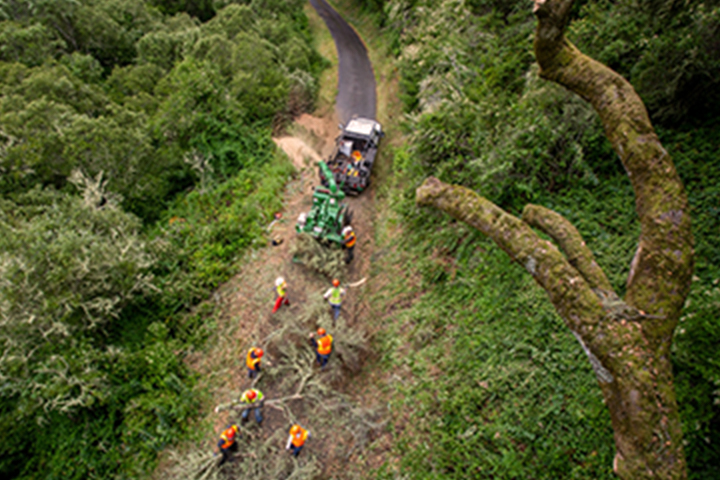 workers cutting a fire line in the forest