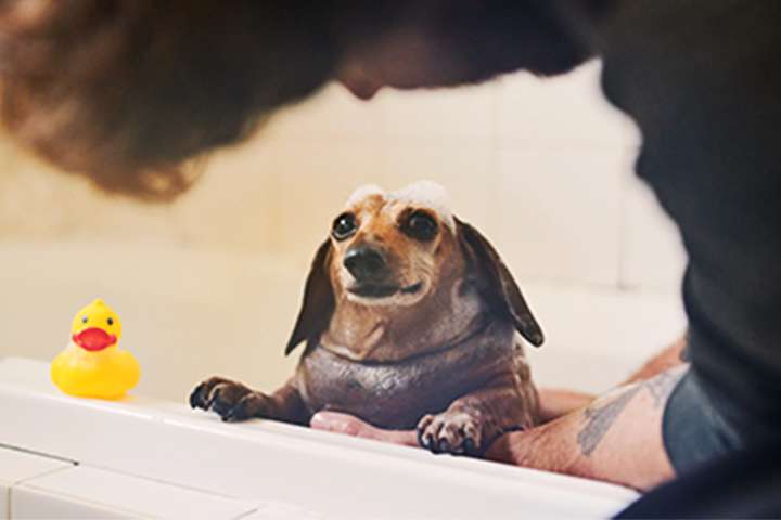Dog getting a bath inside a tub