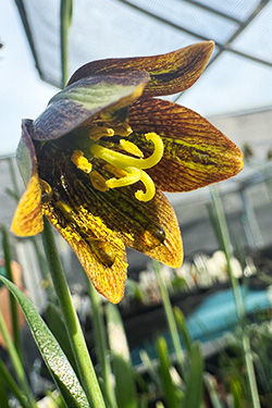 One project close to Mia's heart centers around the restoration of the Hillsborough Chocolate Lily, a fragile native plant with fewer than 1,000 of them in the wild. 