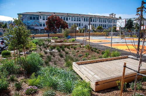 Lushly planted rain garden with three wooden decks next to basketball court