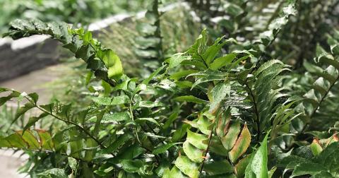 Cơ sở hạ tầng xanh