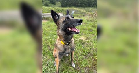 Alert Belgian Malinois dog with a yellow collar sitting on green grass, looking up with mouth open and ears perked.