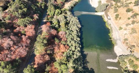 Experimental Hatchery Strays from the San Joaquin River Restoration Program Find Suitable Habitat and Cold Water on the Tuolumne