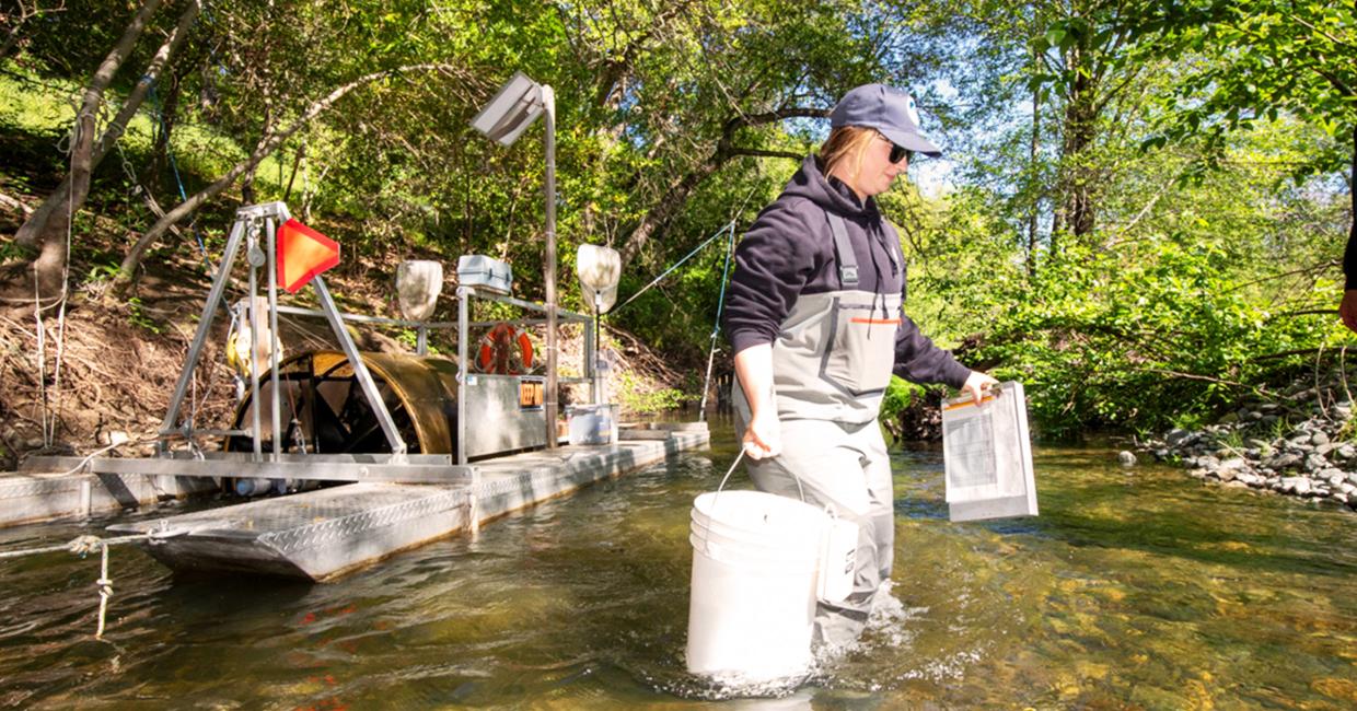 As part of the Alameda Creek Watershed Fish Trapping & Tracking Program, SFPUC biologist Claire Hyde records information about steelhead before releasing them back into Alameda Creek.