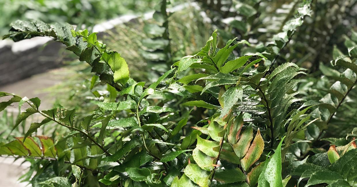 Green Infrastructure