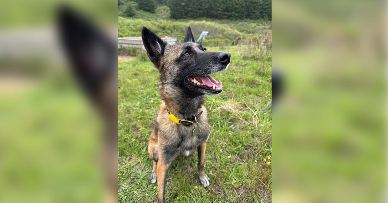 Alert Belgian Malinois dog with a yellow collar sitting on green grass, looking up with mouth open and ears perked.