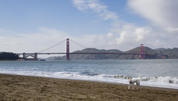 dog on the beach shoreline with Golden Gate Bridge in the background