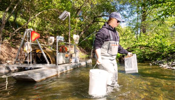 As part of the Alameda Creek Watershed Fish Trapping & Tracking Program, SFPUC biologist Claire Hyde records information about steelhead before releasing them back into Alameda Creek.