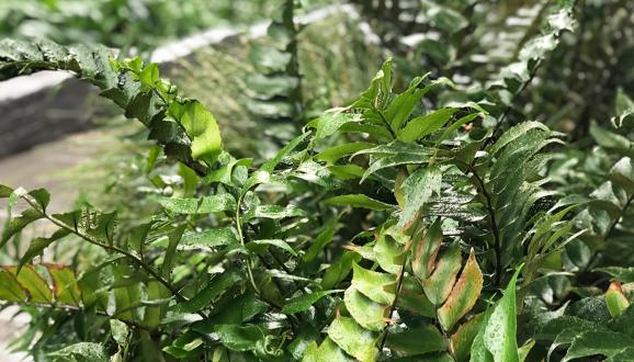 Green Infrastructure