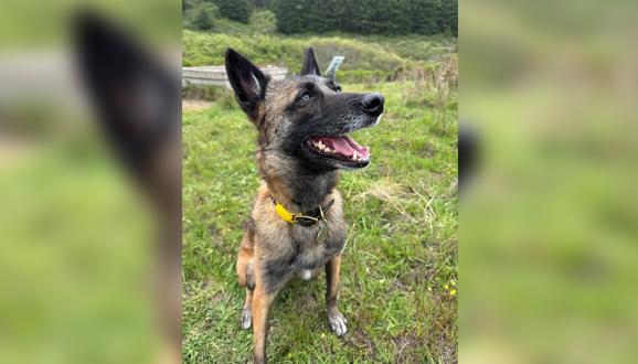 Alert Belgian Malinois dog with a yellow collar sitting on green grass, looking up with mouth open and ears perked.