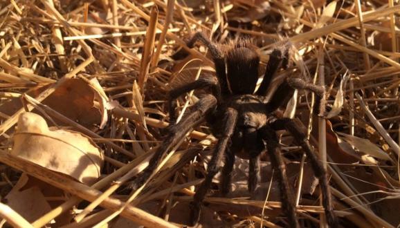Watch Out for the Creepy Crawlies at Calaveras Dam