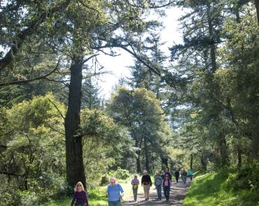 Hikers walk down the Fifield-Cahill Ridge Trail surrounded by green grasses and trees. 