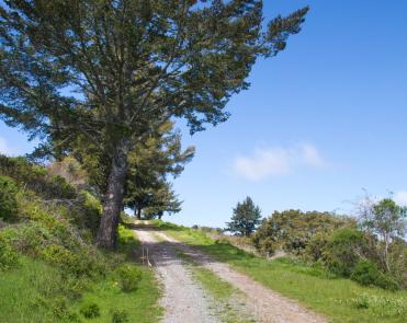 Picture of the Fifield-Cahill Ridge Trail as it cuts through green grasses. A tall tree stands on the left side of the trail. 