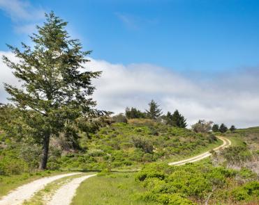 Picture of the Fifield-Cahill Ridge Trail as it cuts through green grasses. A tall tree stands on the left side of the trail. 